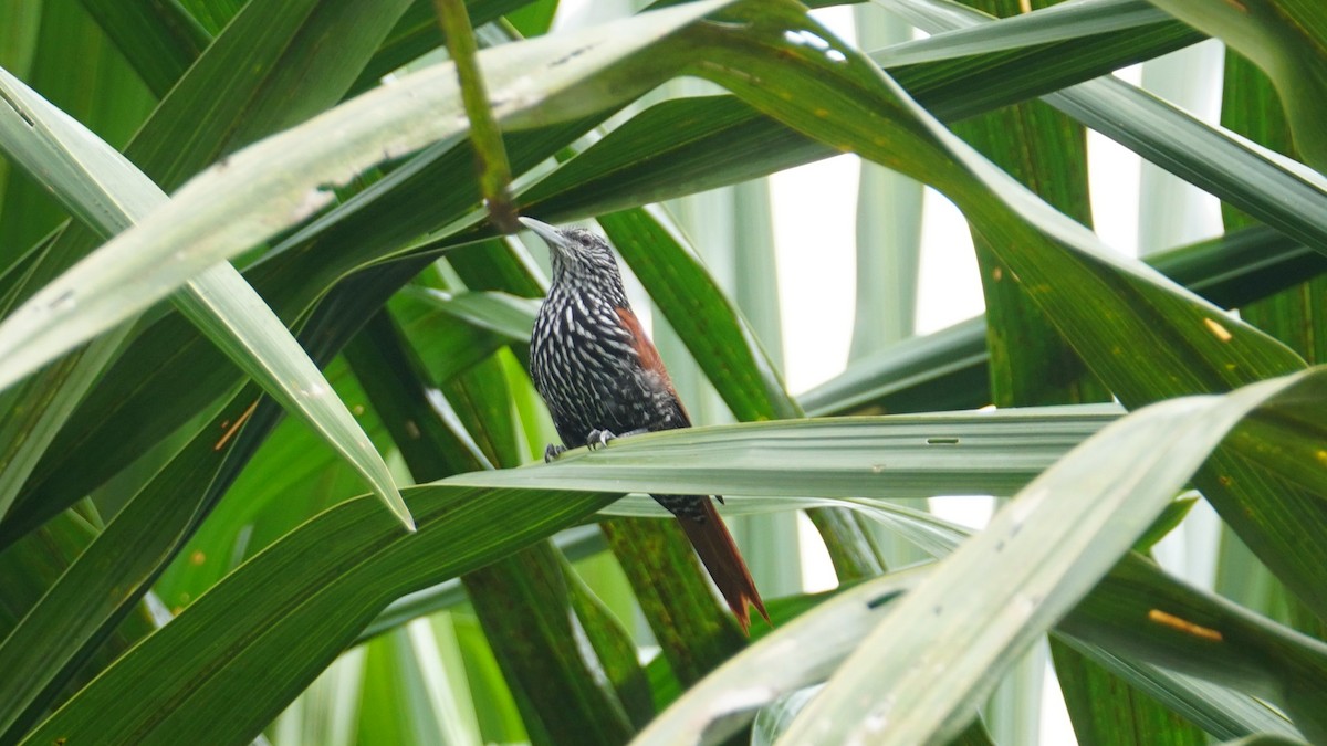 Point-tailed Palmcreeper - ML619483963