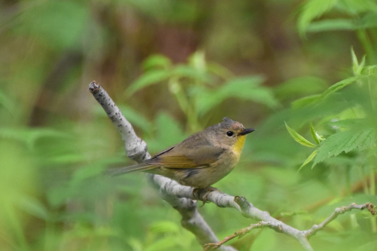 Common Yellowthroat - Valerie Burdette