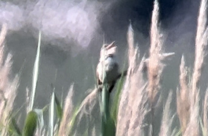 Great Reed Warbler - Patrick Finch