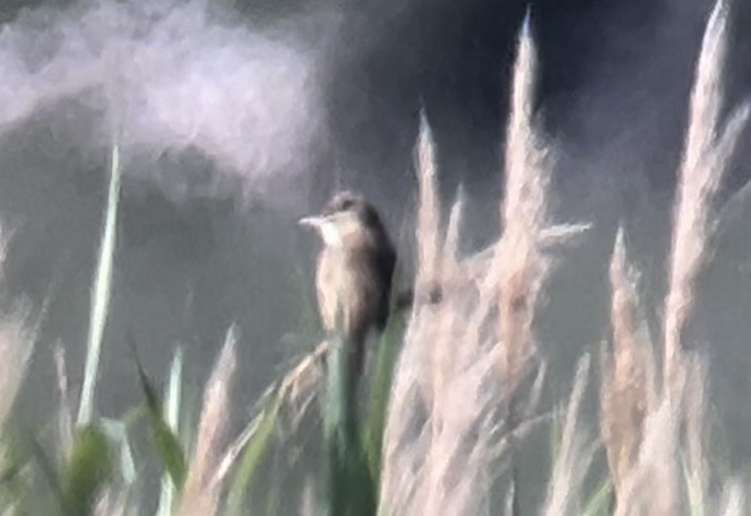 Great Reed Warbler - Patrick Finch