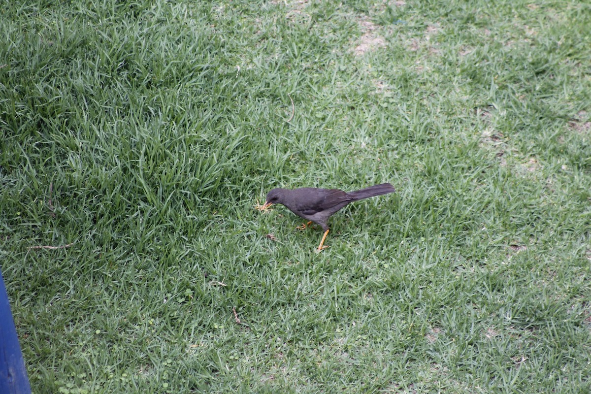 Great Thrush - Oscar Geovanni Díaz