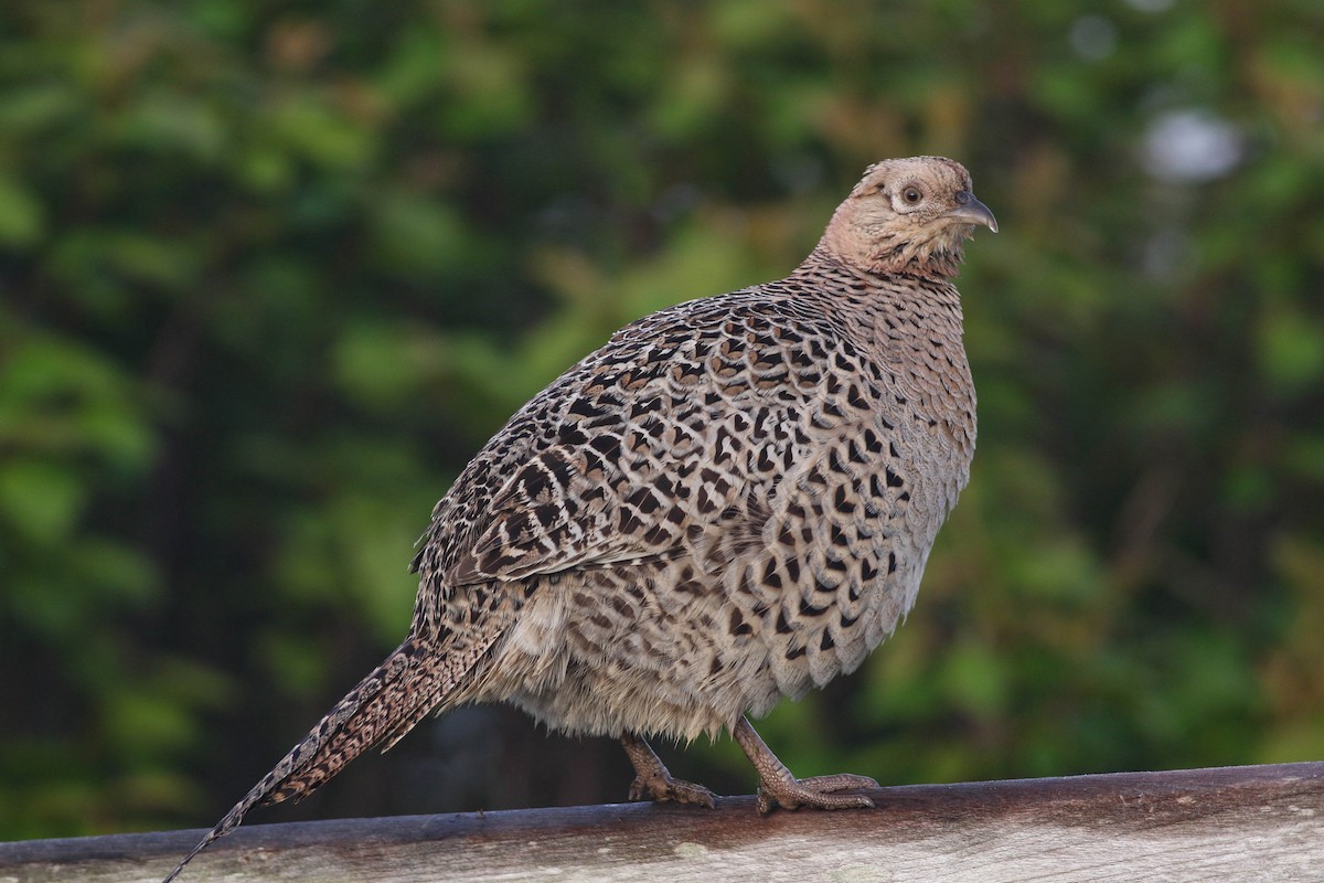 Ring-necked Pheasant - Lily Morello