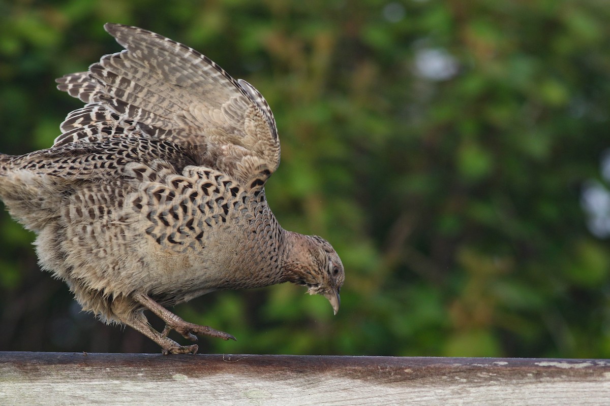 Ring-necked Pheasant - Lily Morello