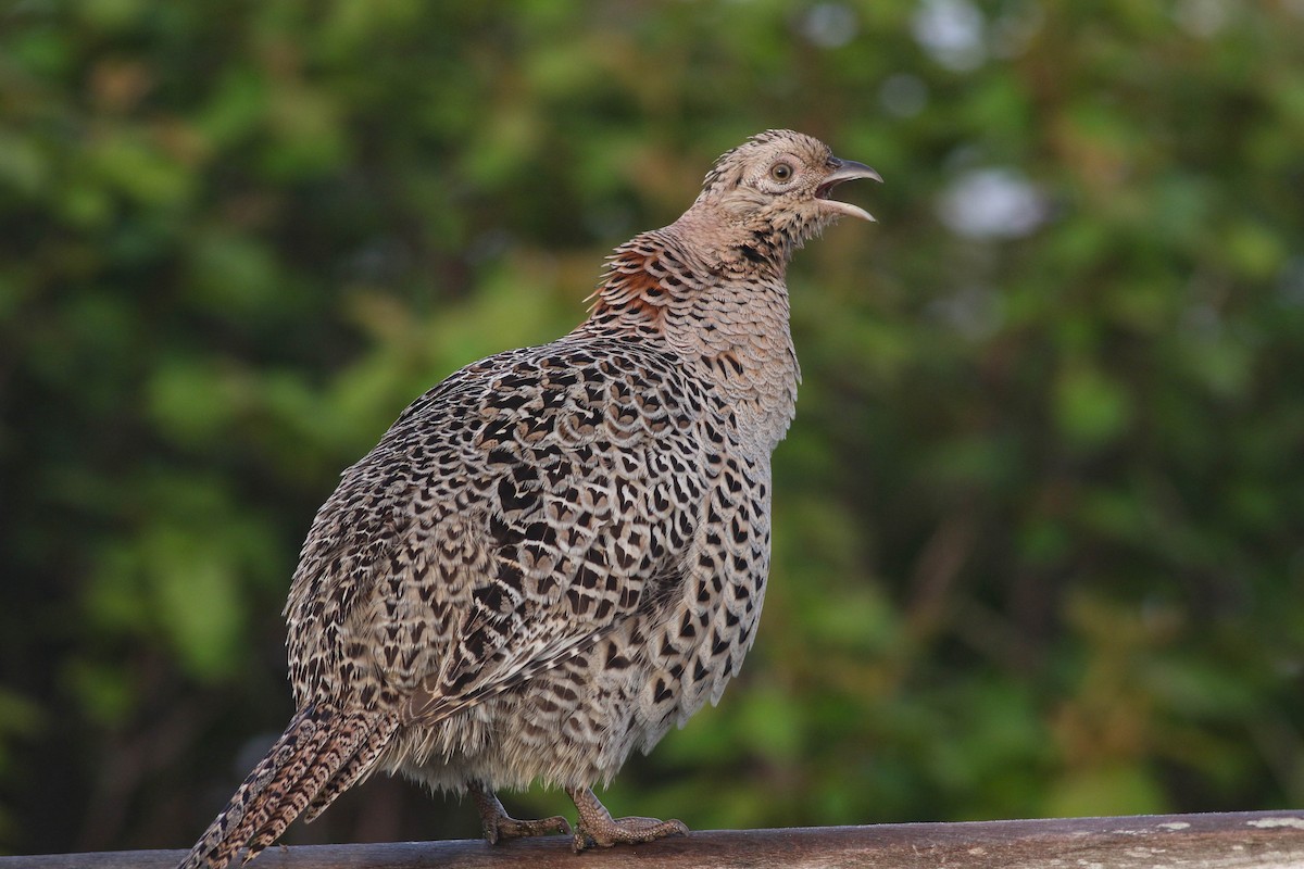 Ring-necked Pheasant - Lily Morello