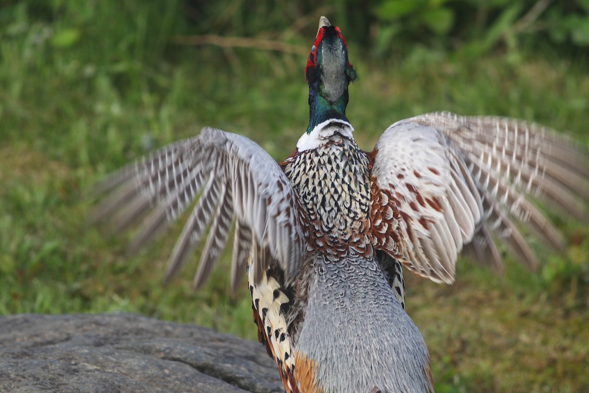 Ring-necked Pheasant - Lily Morello