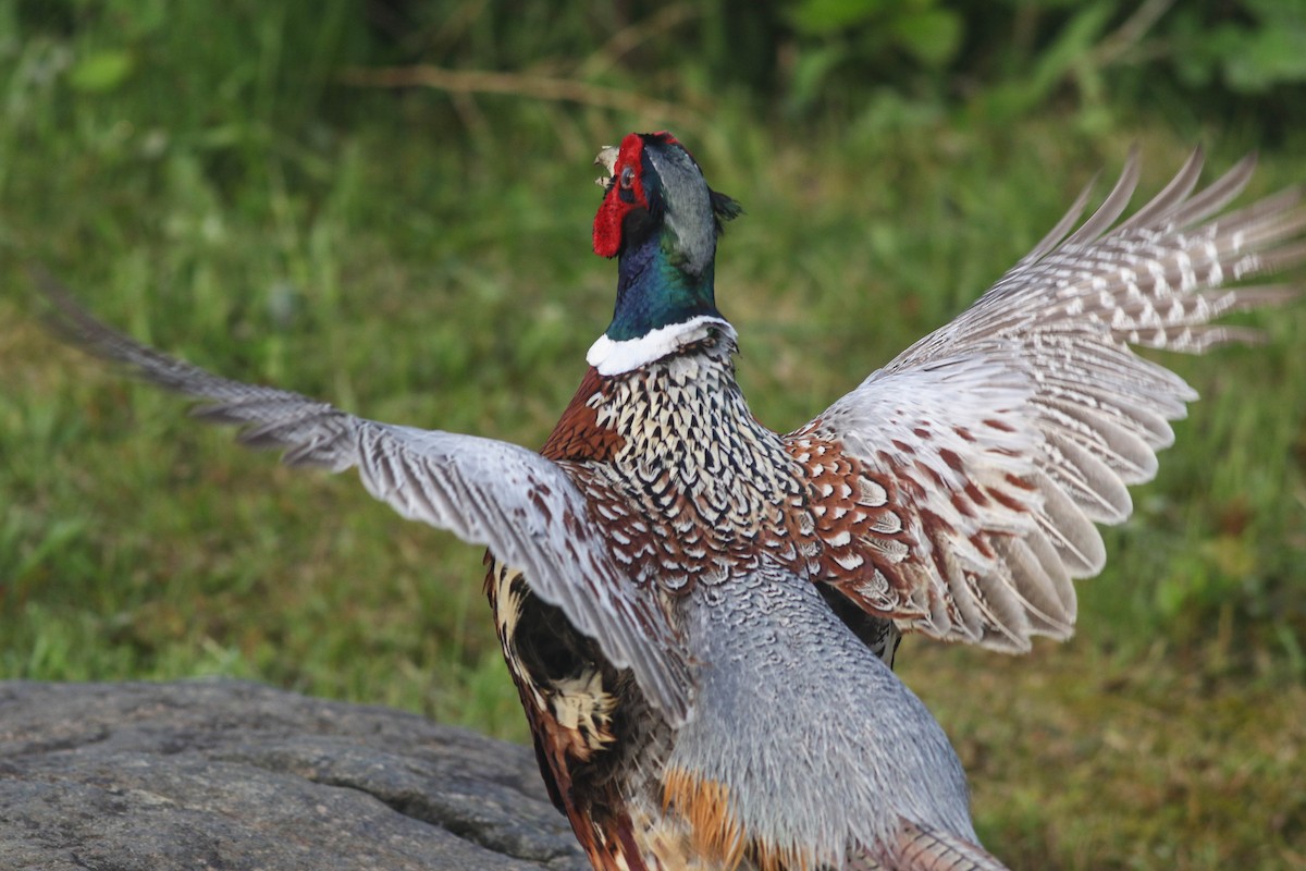 Ring-necked Pheasant - Lily Morello