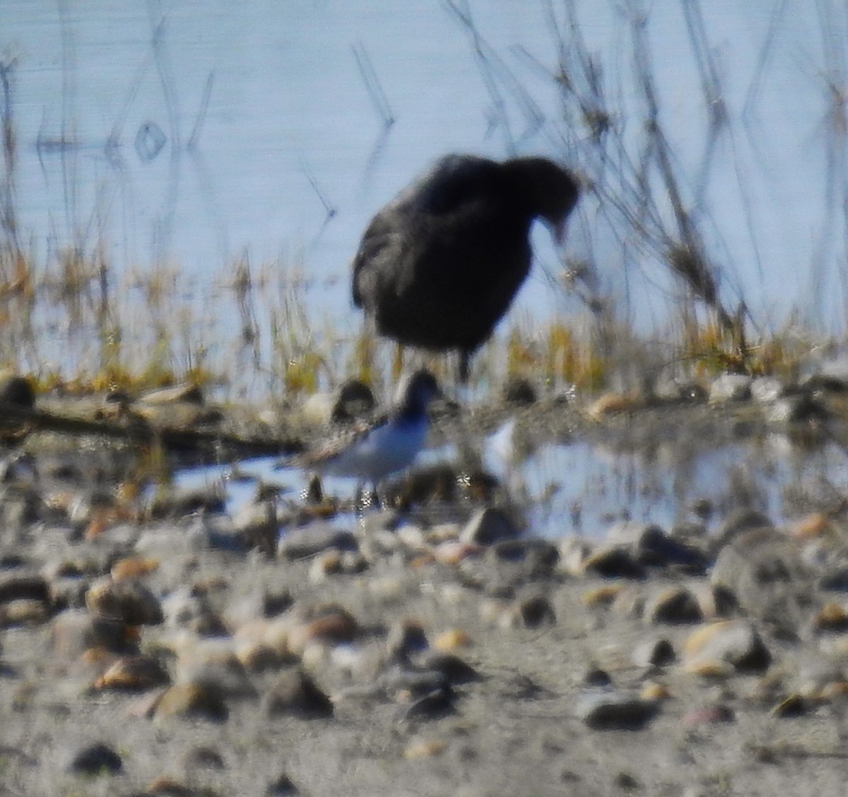 Little Stint - Fernando T Rico