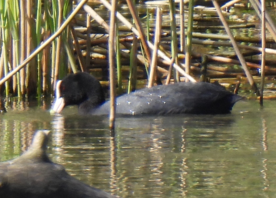 Eurasian Coot - Susanne Meidel