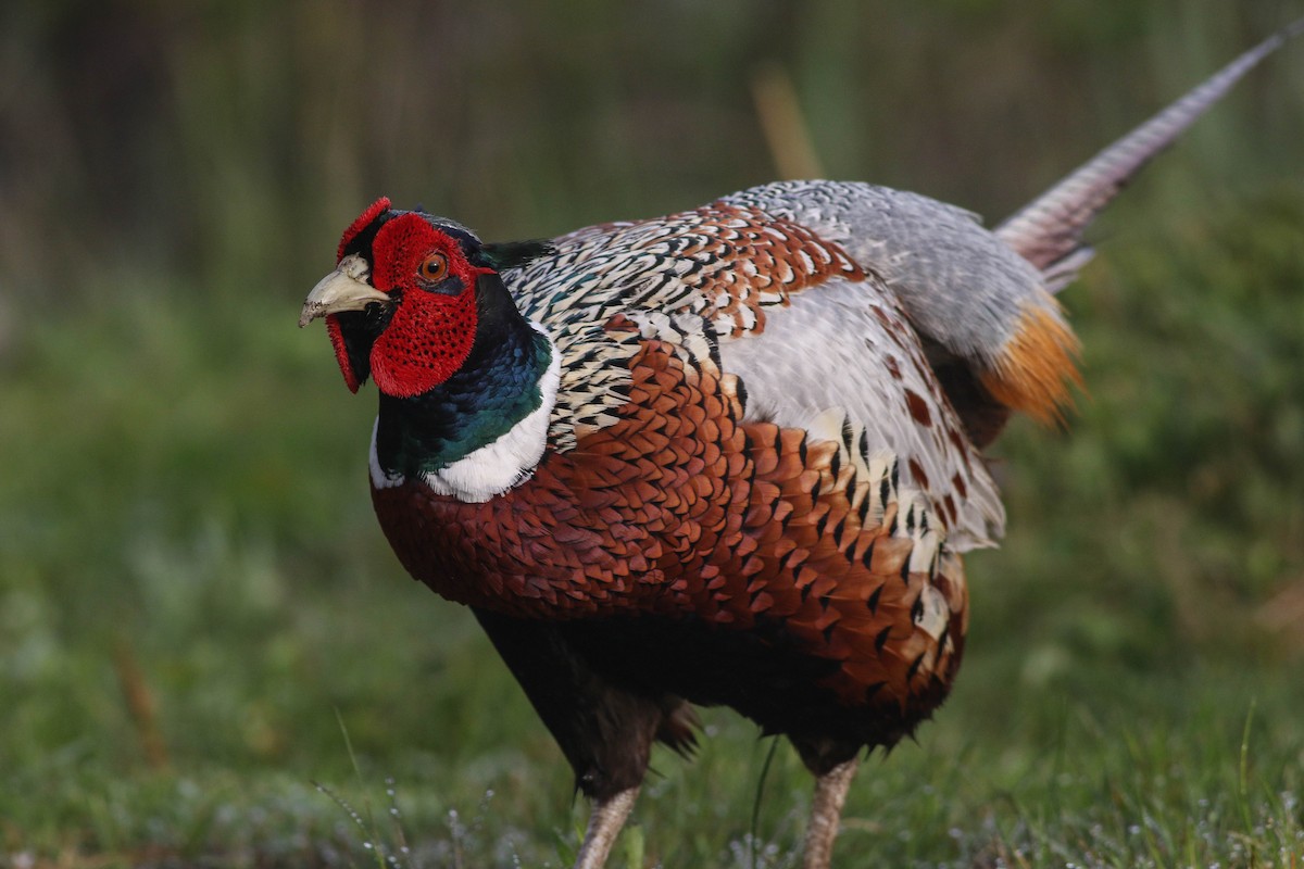 Ring-necked Pheasant - Lily Morello