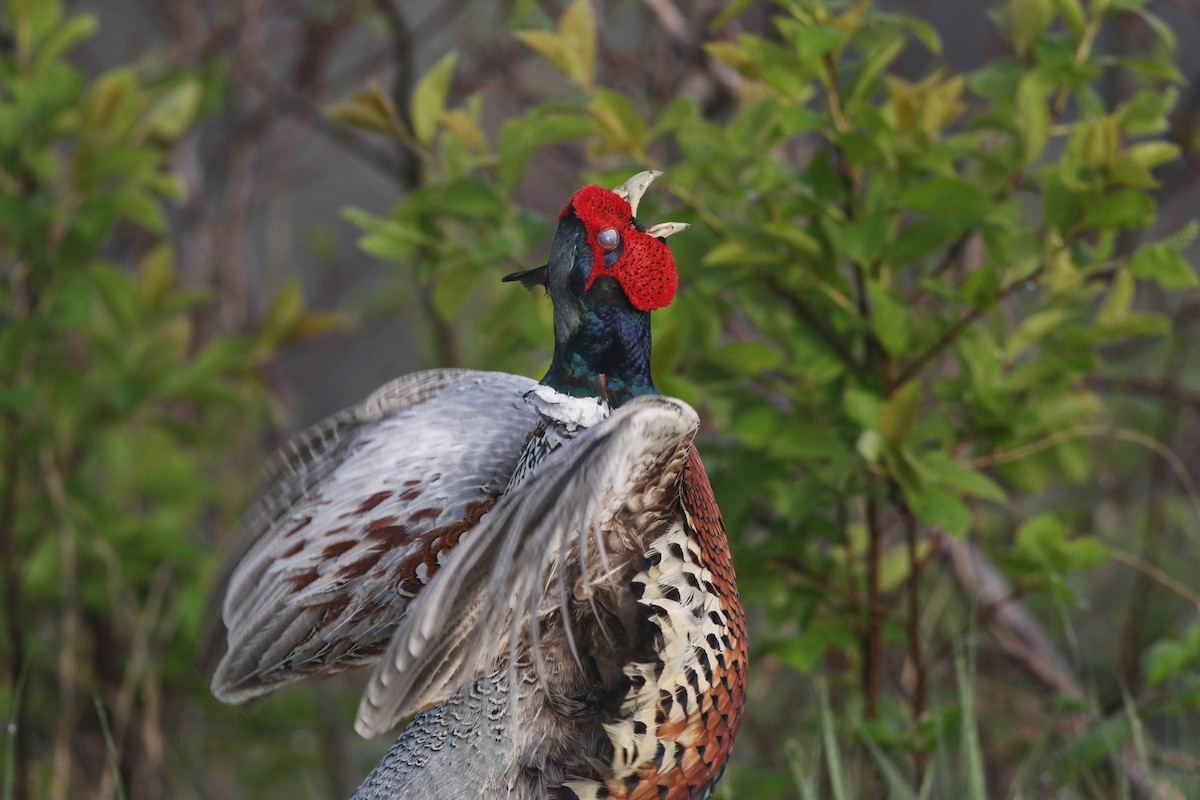 Ring-necked Pheasant - Lily Morello