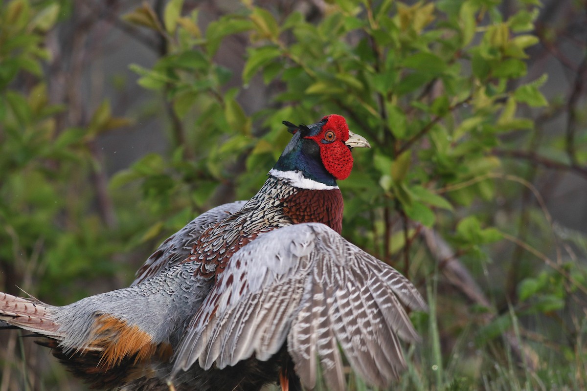 Ring-necked Pheasant - Lily Morello