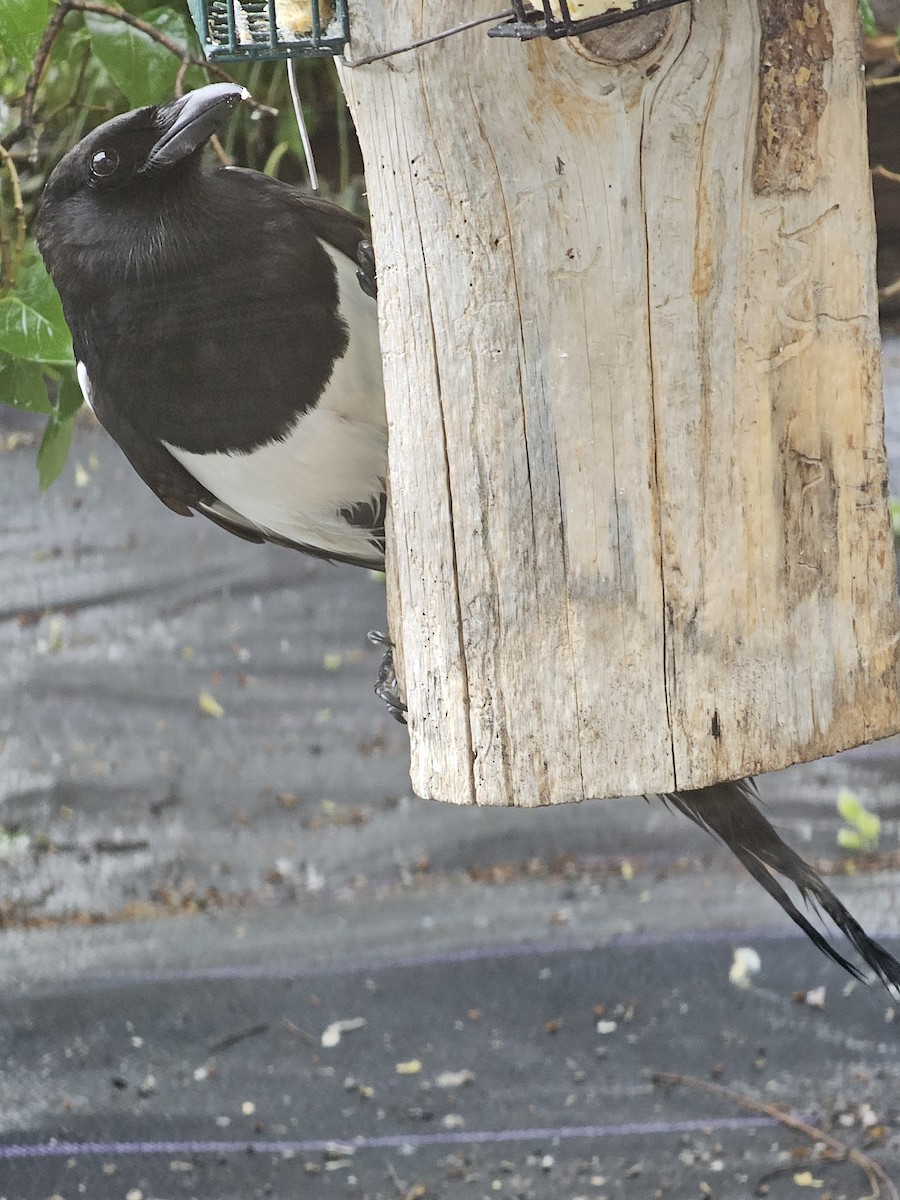 Black-billed Magpie - Nan Christianson