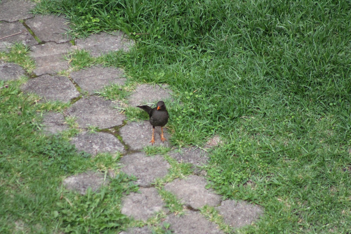 Great Thrush - Oscar Geovanni Díaz