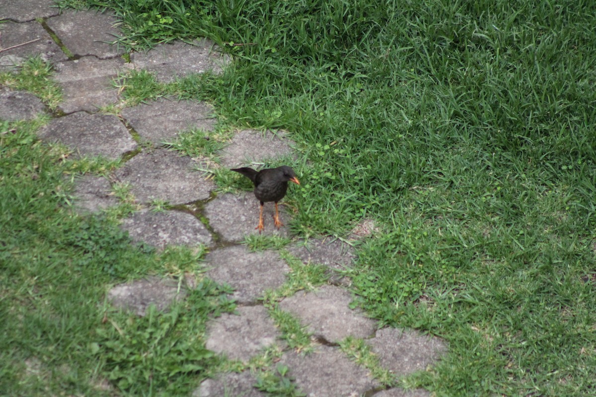 Great Thrush - Oscar Geovanni Díaz