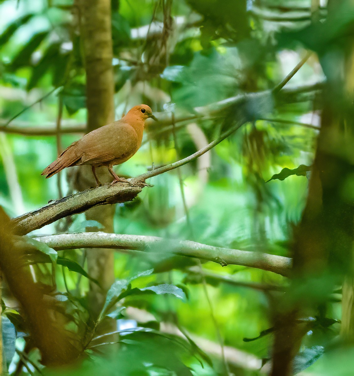 Wetar Ground Dove - Wilbur Goh