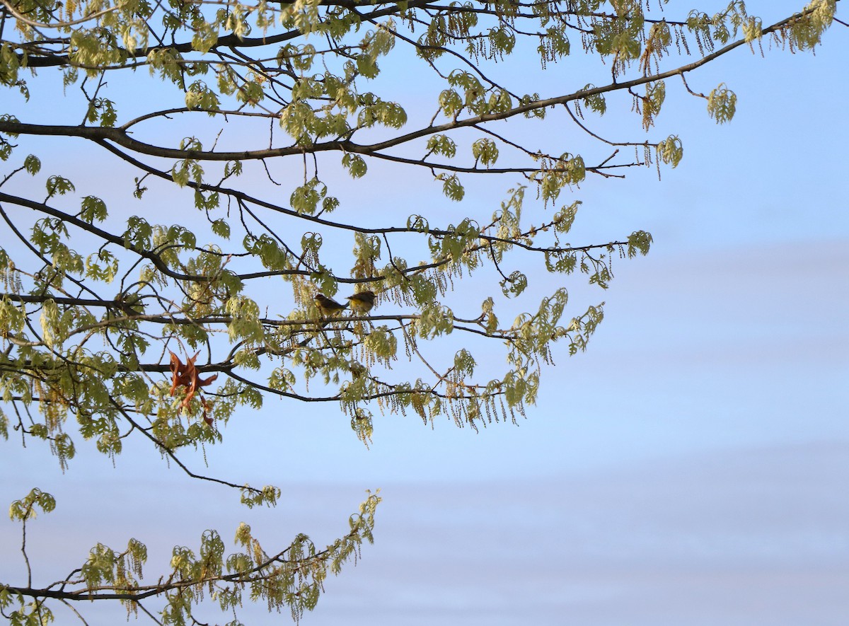 Palm Warbler - ML619483998