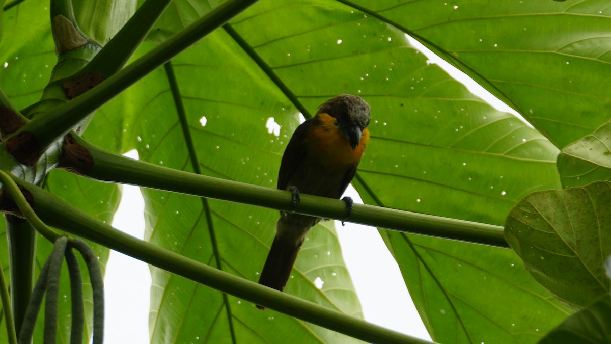 Scarlet-crowned Barbet - ML619483999