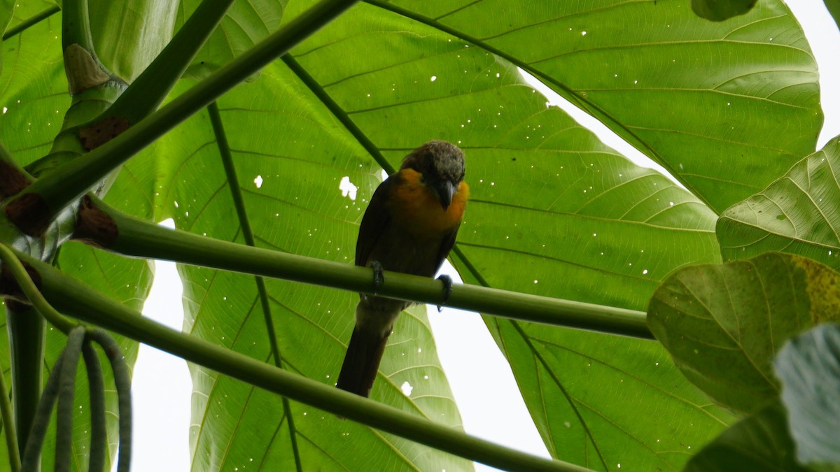 Scarlet-crowned Barbet - ML619484000