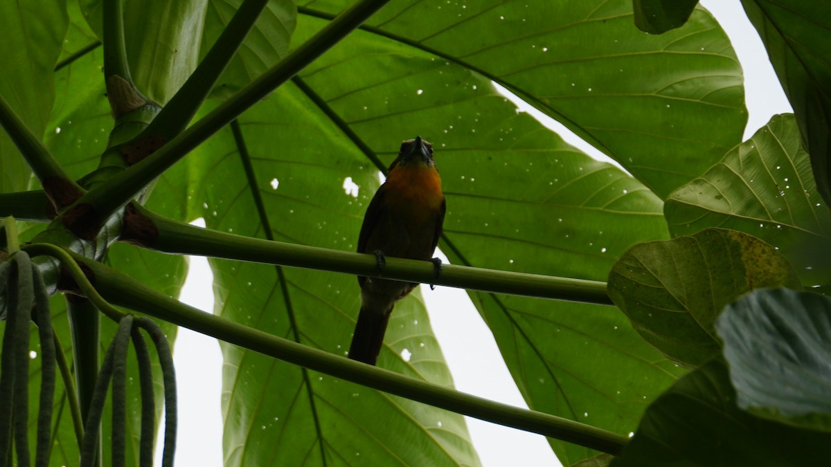 Scarlet-crowned Barbet - ML619484001