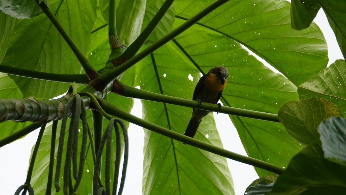 Scarlet-crowned Barbet - ML619484002