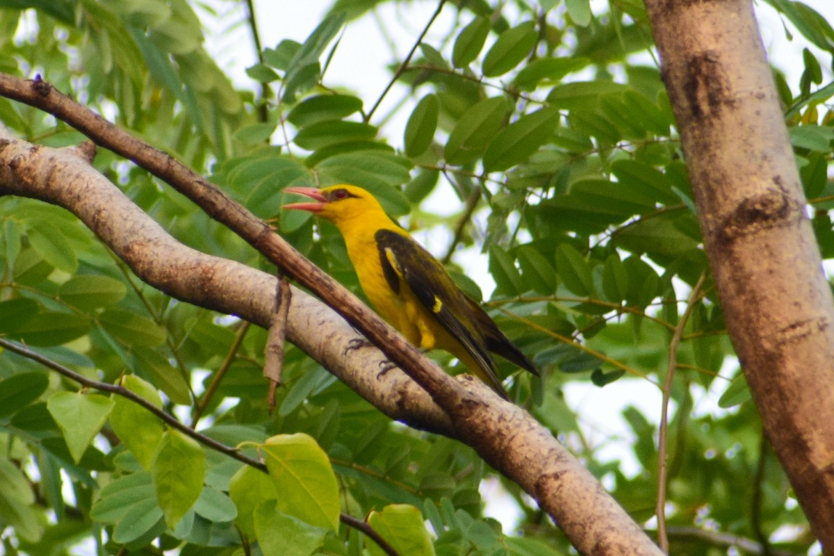 Indian Golden Oriole - Dr Sudhir  Jain