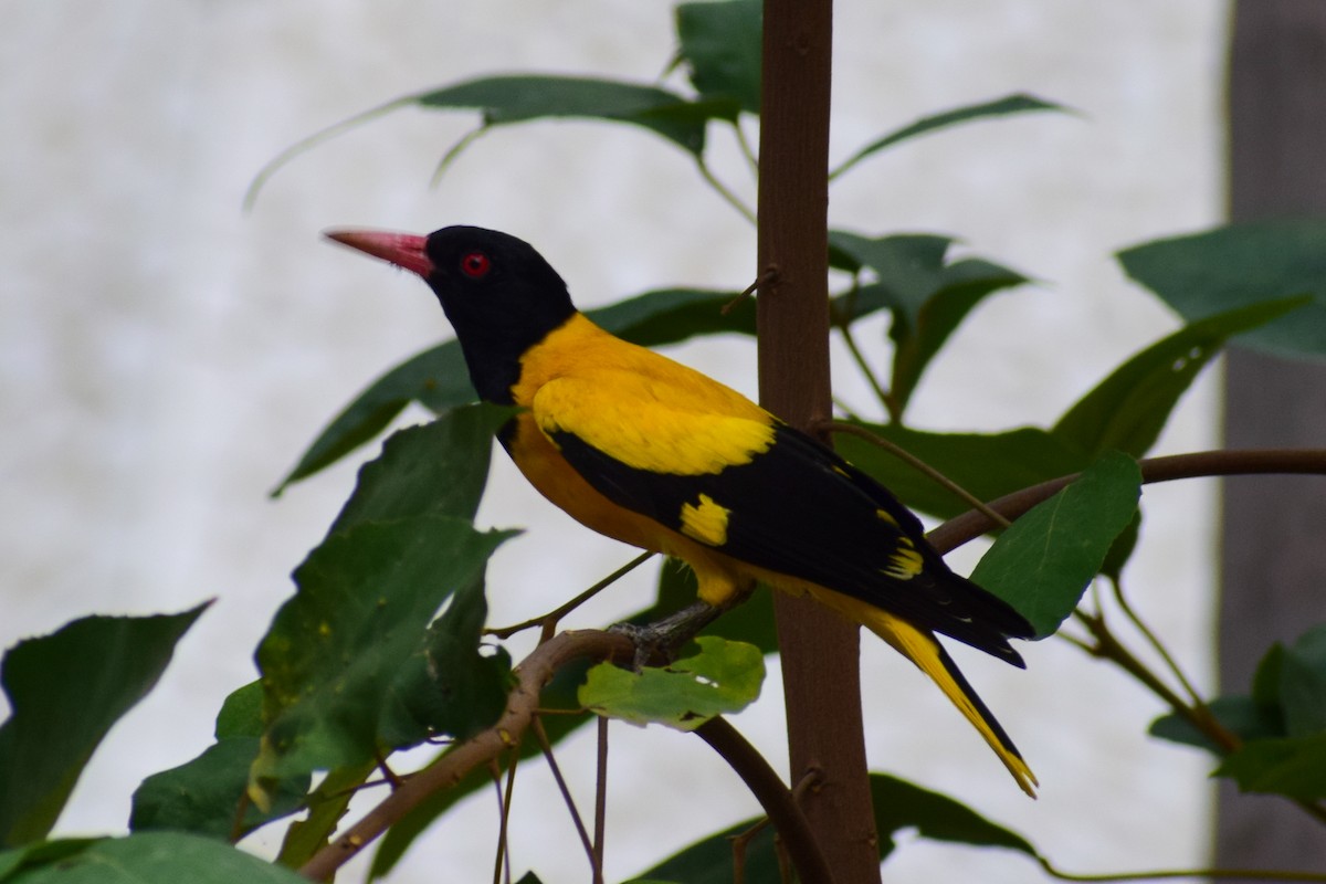 Black-hooded Oriole - Dr Sudhir  Jain