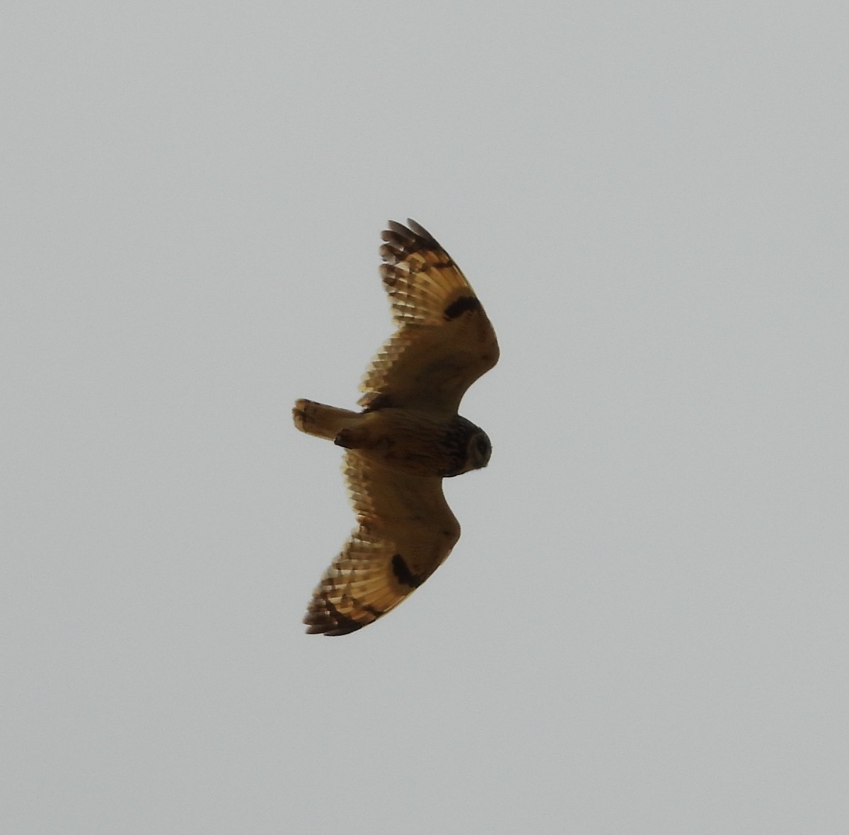 Short-eared Owl - ML619484010