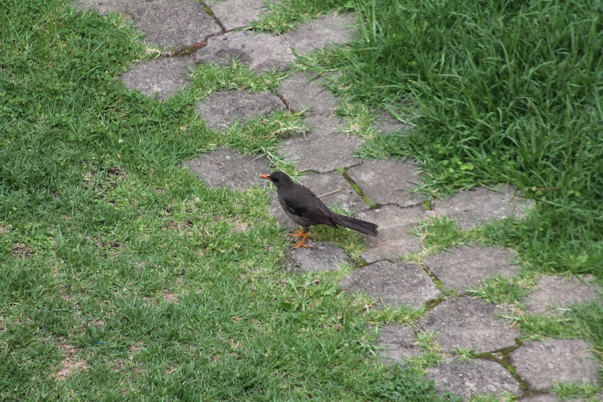 Great Thrush - Oscar Geovanni Díaz