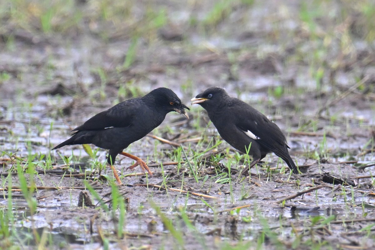 Crested Myna - Ting-Wei (廷維) HUNG (洪)