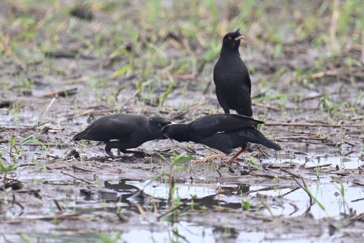 Crested Myna - Ting-Wei (廷維) HUNG (洪)