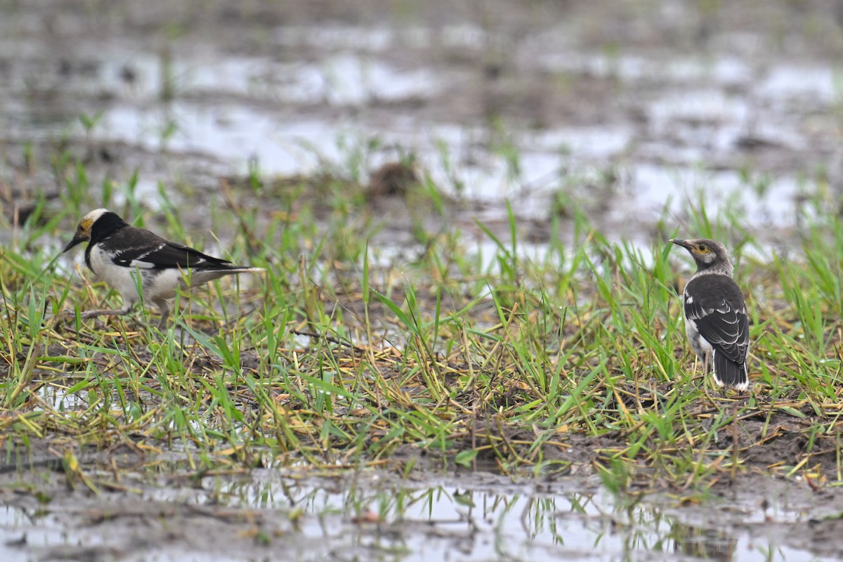 Black-collared Starling - Ting-Wei (廷維) HUNG (洪)