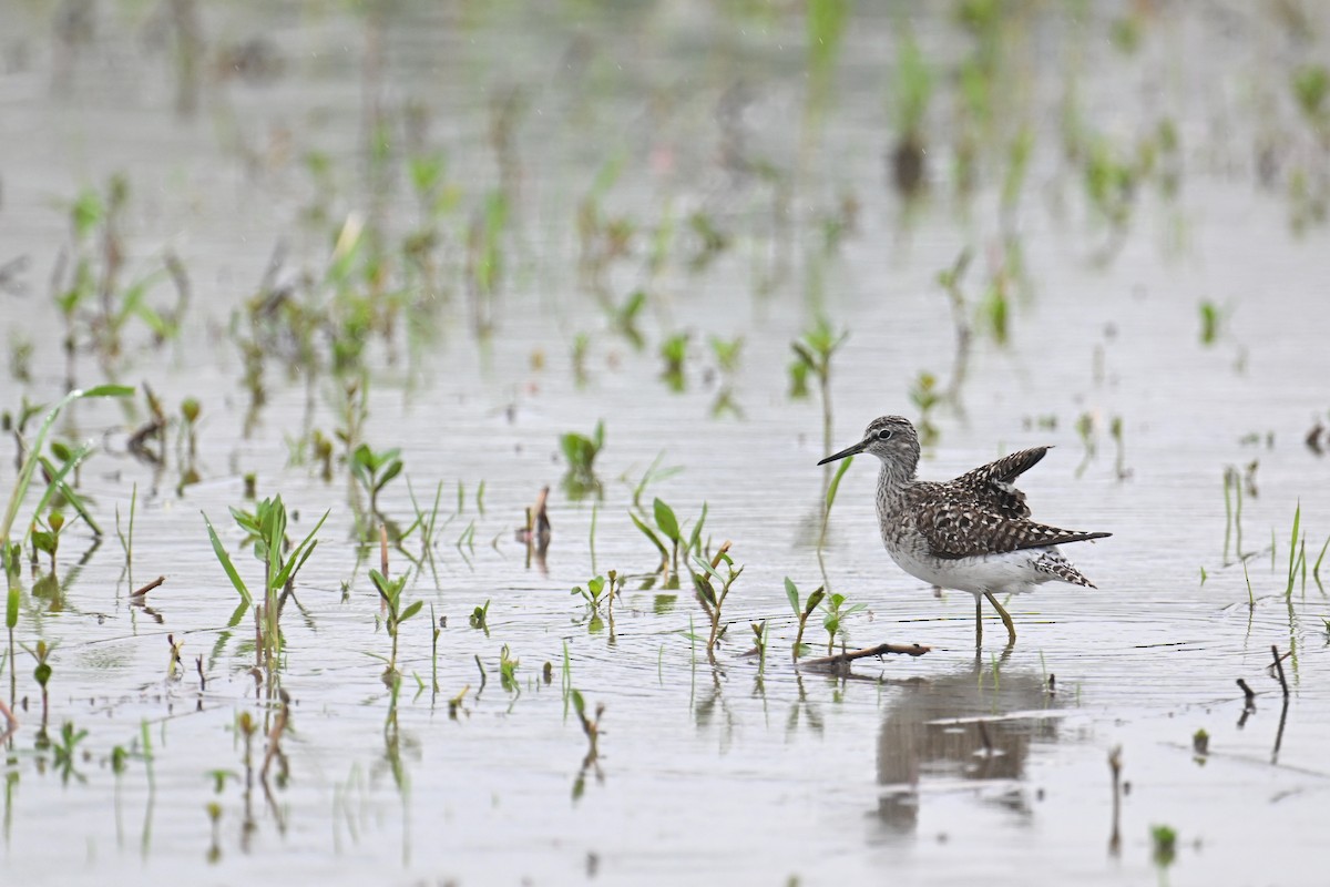 Wood Sandpiper - Ting-Wei (廷維) HUNG (洪)