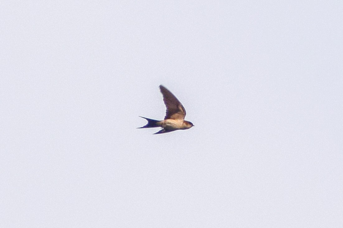 Red-rumped Swallow - Dr Sudhir  Jain