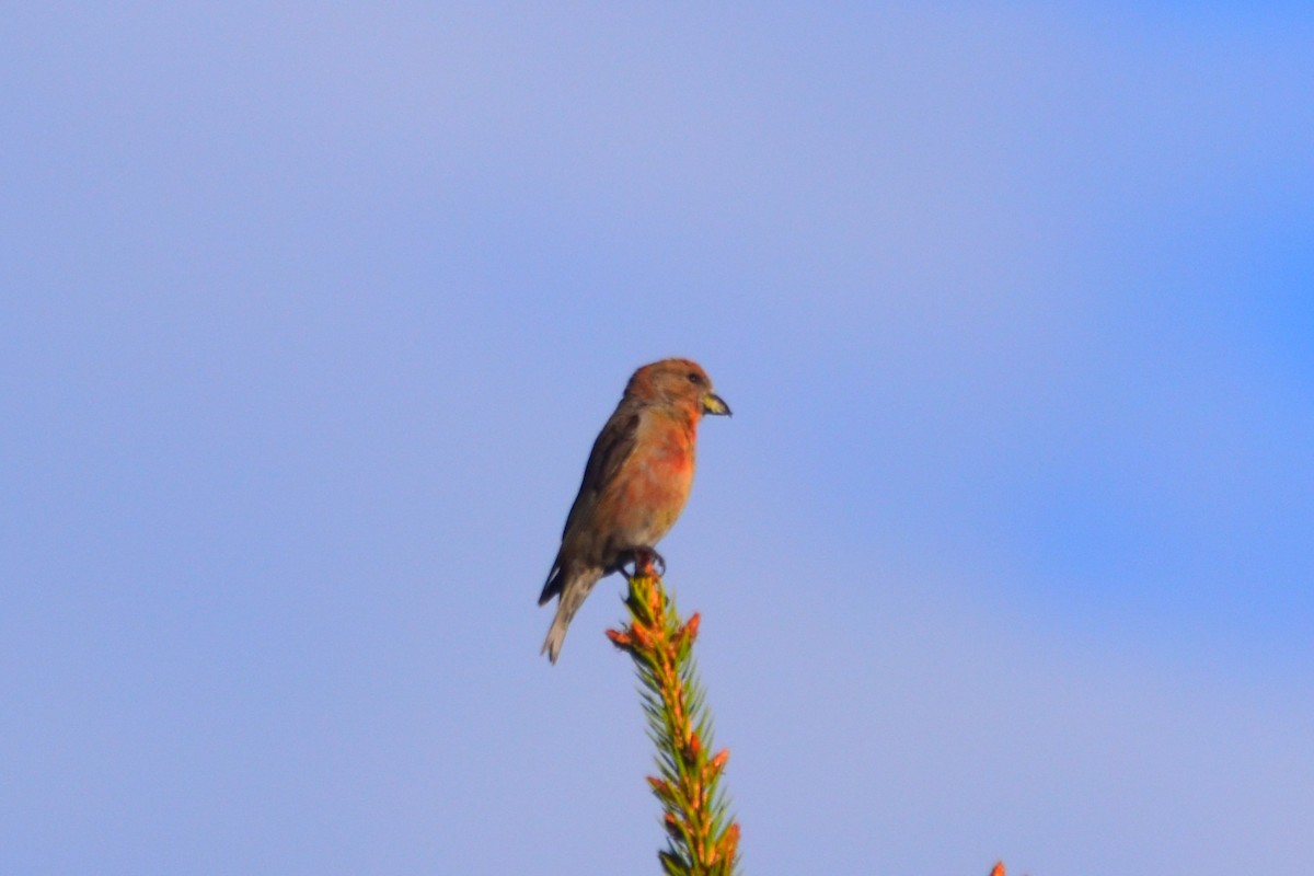 Red Crossbill - Lee Adam