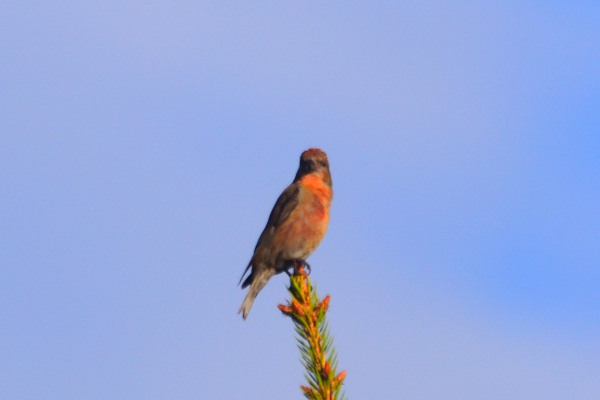 Red Crossbill - Lee Adam