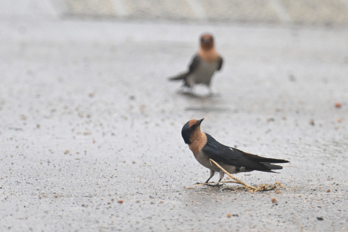 Pacific Swallow - Ting-Wei (廷維) HUNG (洪)