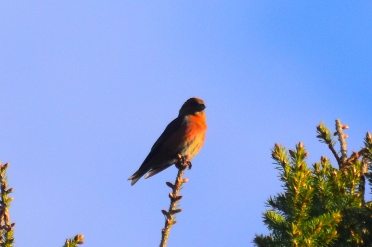 Red Crossbill - ML619484032