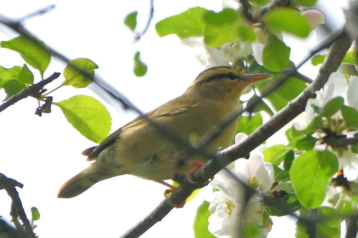 Worm-eating Warbler - Richard Guillet