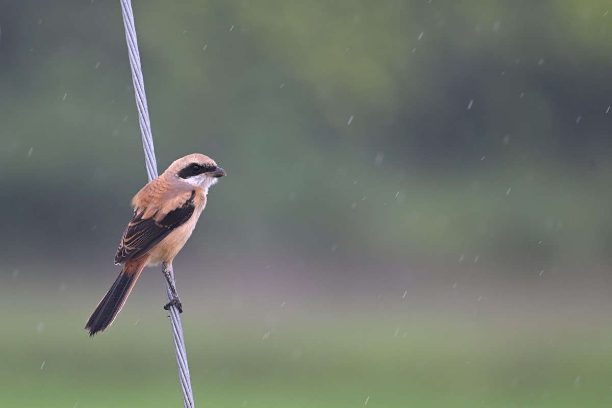 Long-tailed Shrike (schach) - Ting-Wei (廷維) HUNG (洪)