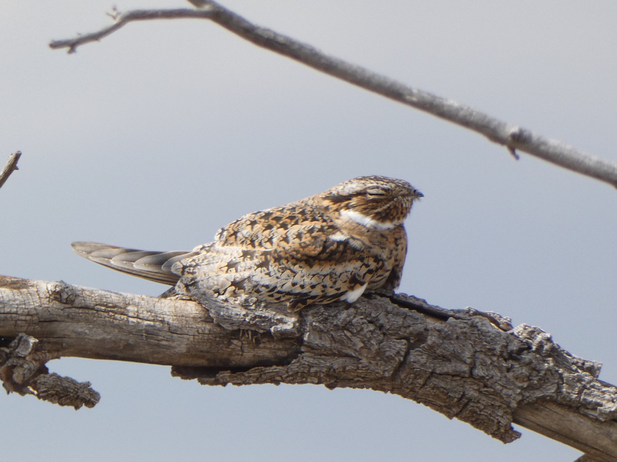 nighthawk sp. - Christopher Rustay