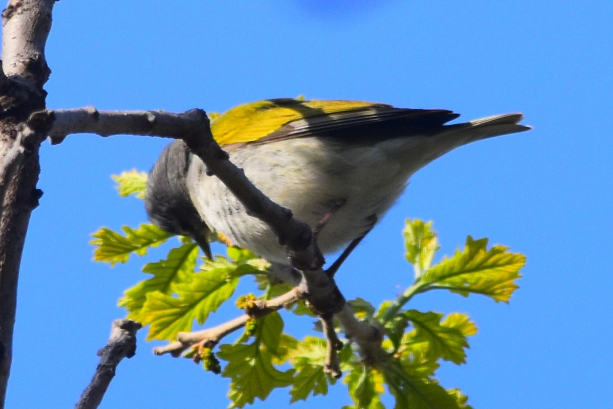 Tennessee Warbler - ML619484044