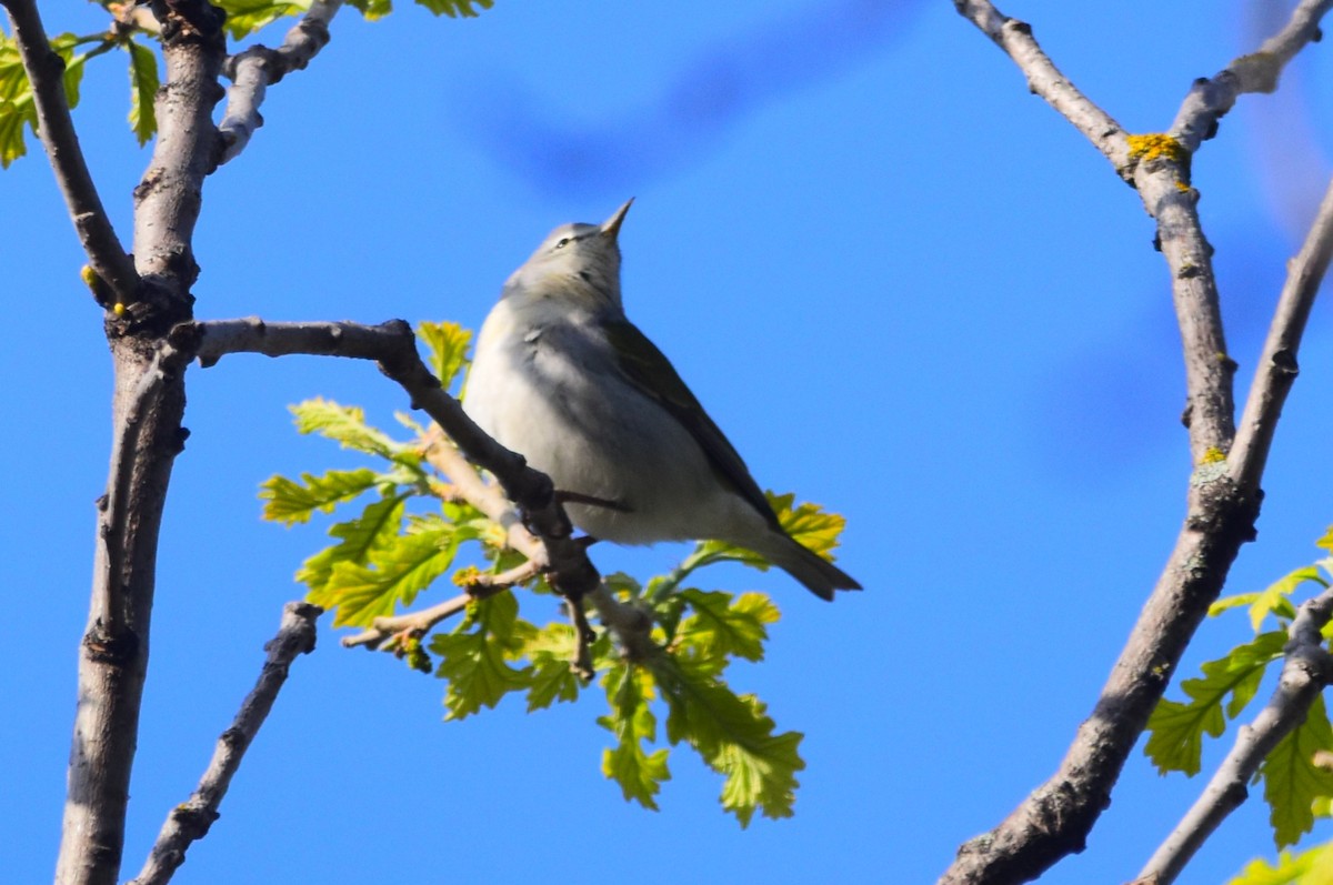 Tennessee Warbler - ML619484047