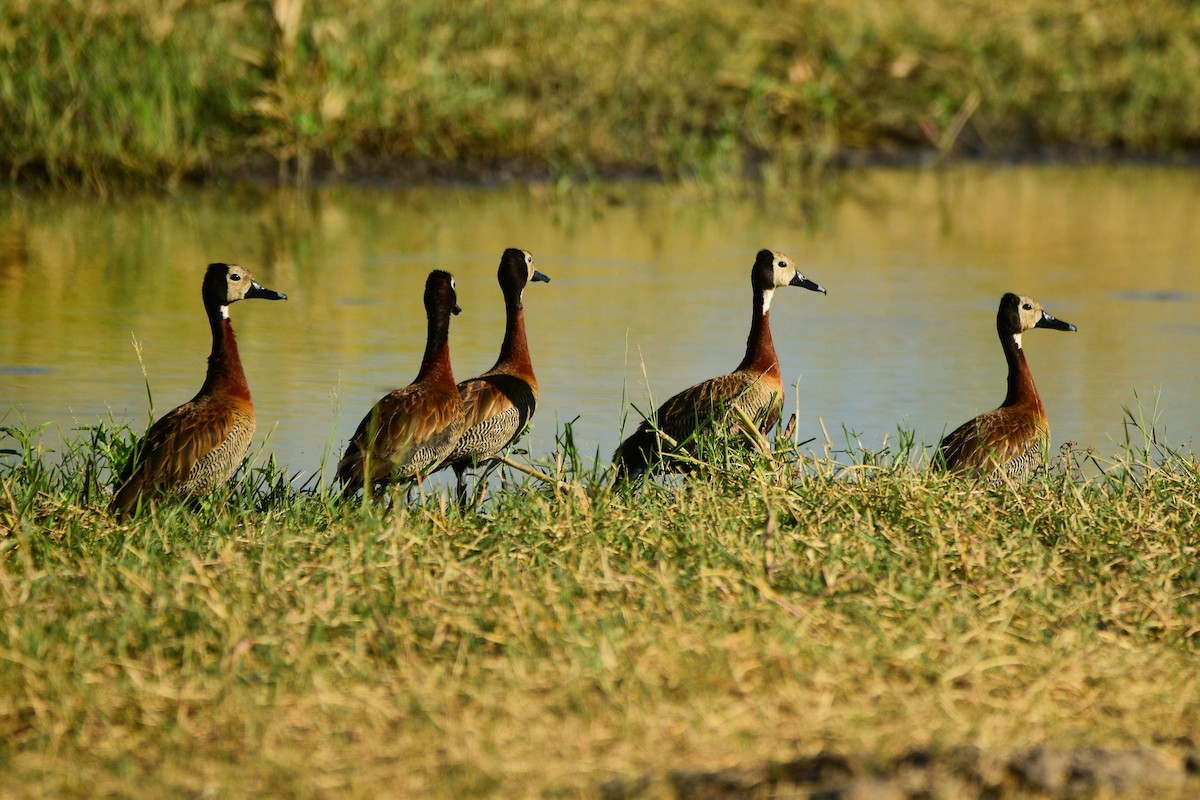 White-faced Whistling-Duck - Cole Penning