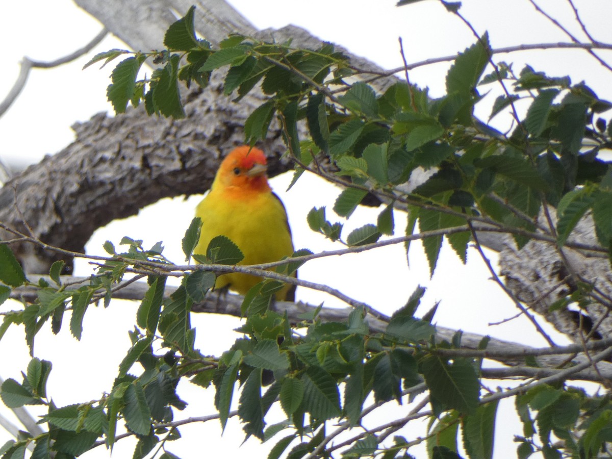 Western Tanager - Christopher Rustay