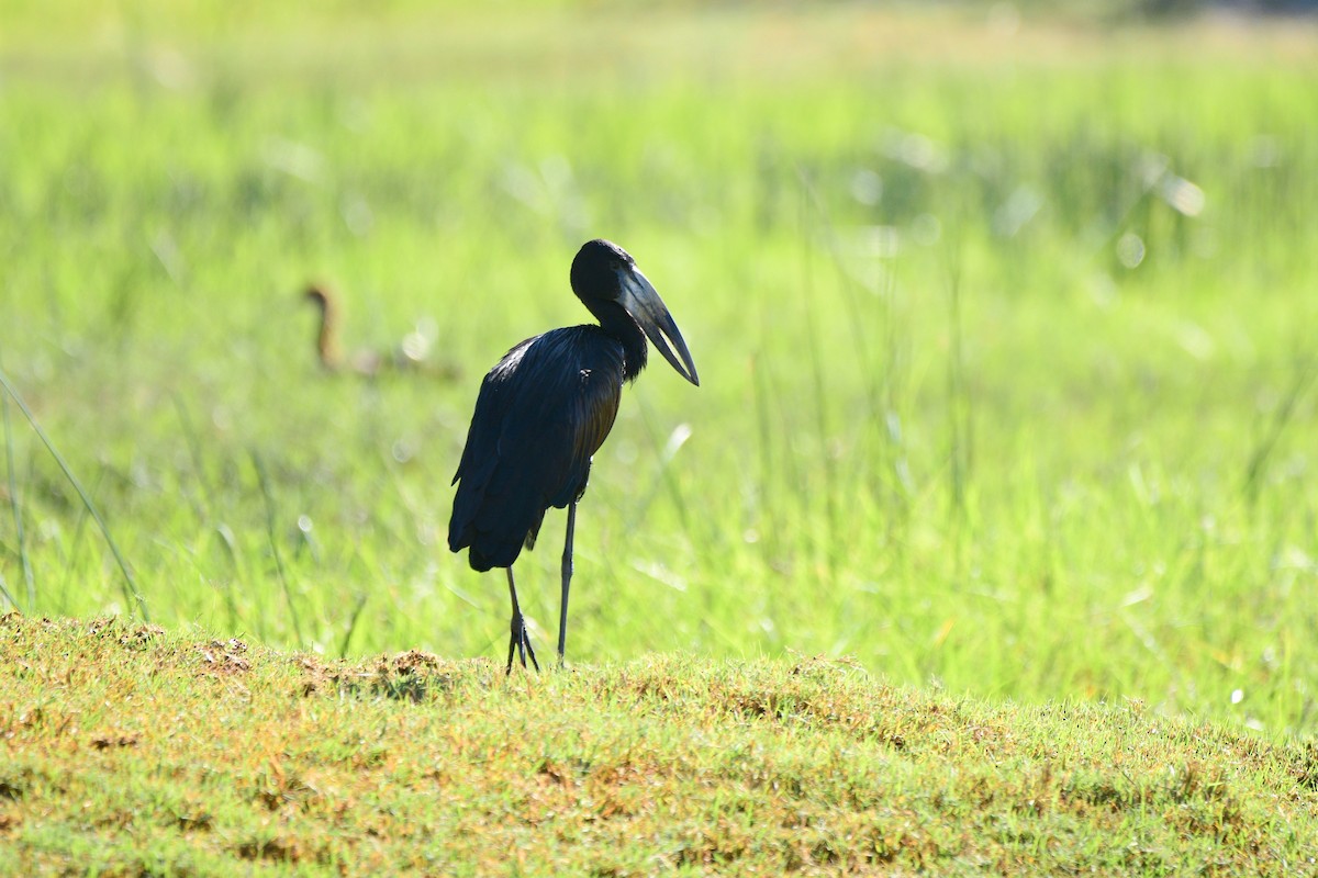 African Openbill - Cole Penning