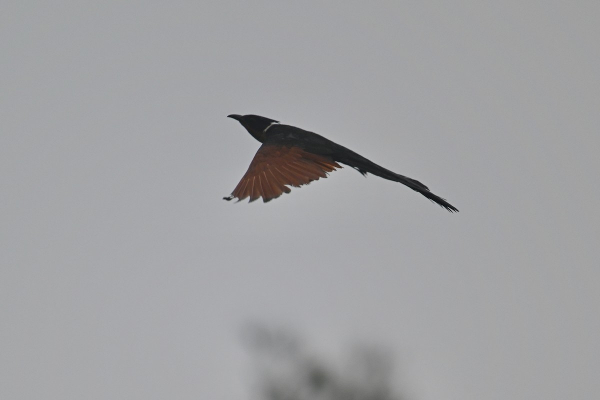 Chestnut-winged Cuckoo - ML619484067