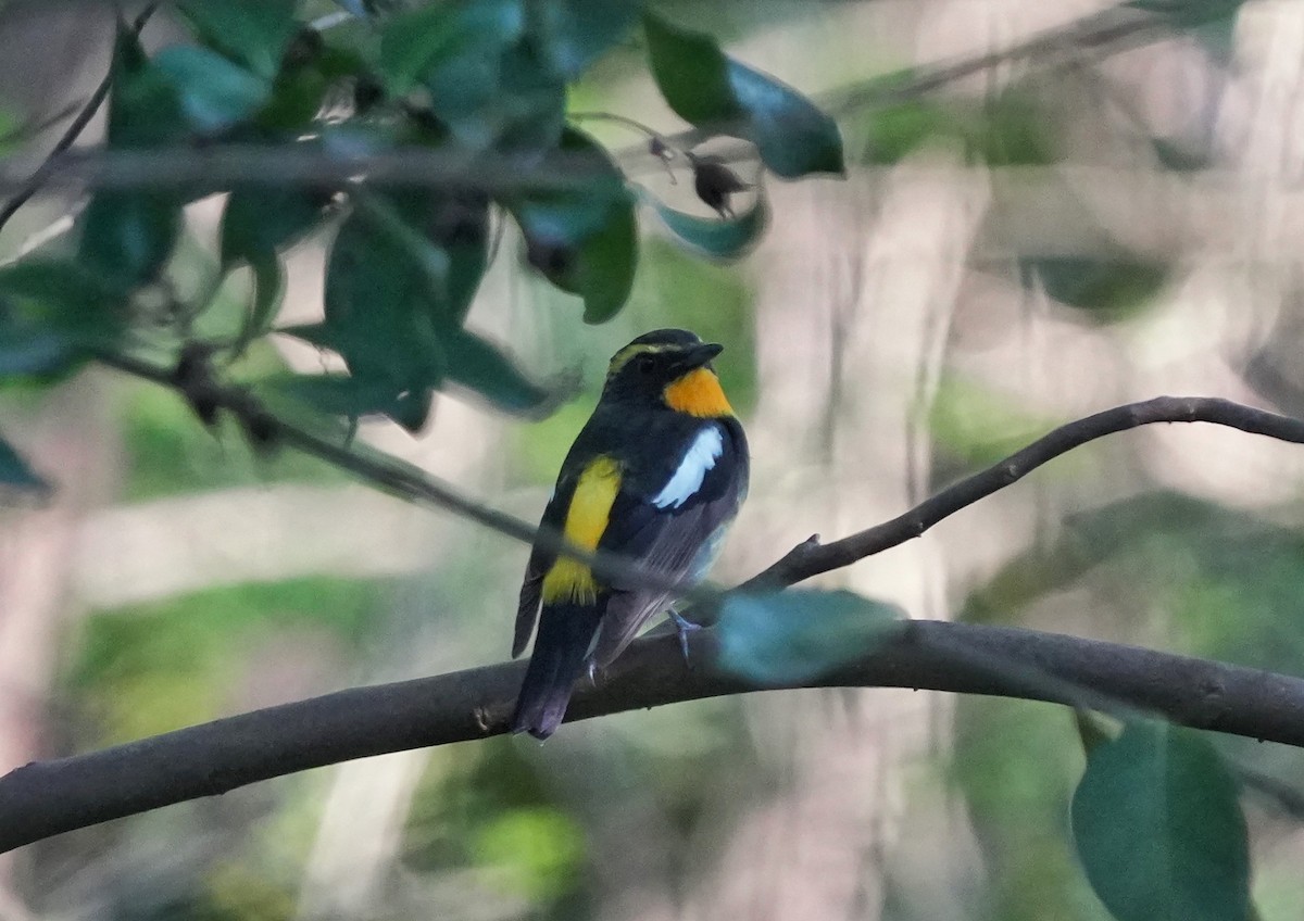 Narcissus Flycatcher - 浙江 重要鸟讯汇整