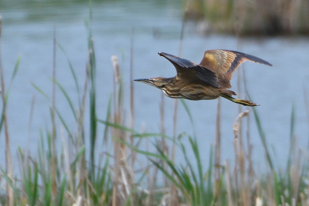 American Bittern - ML619484069