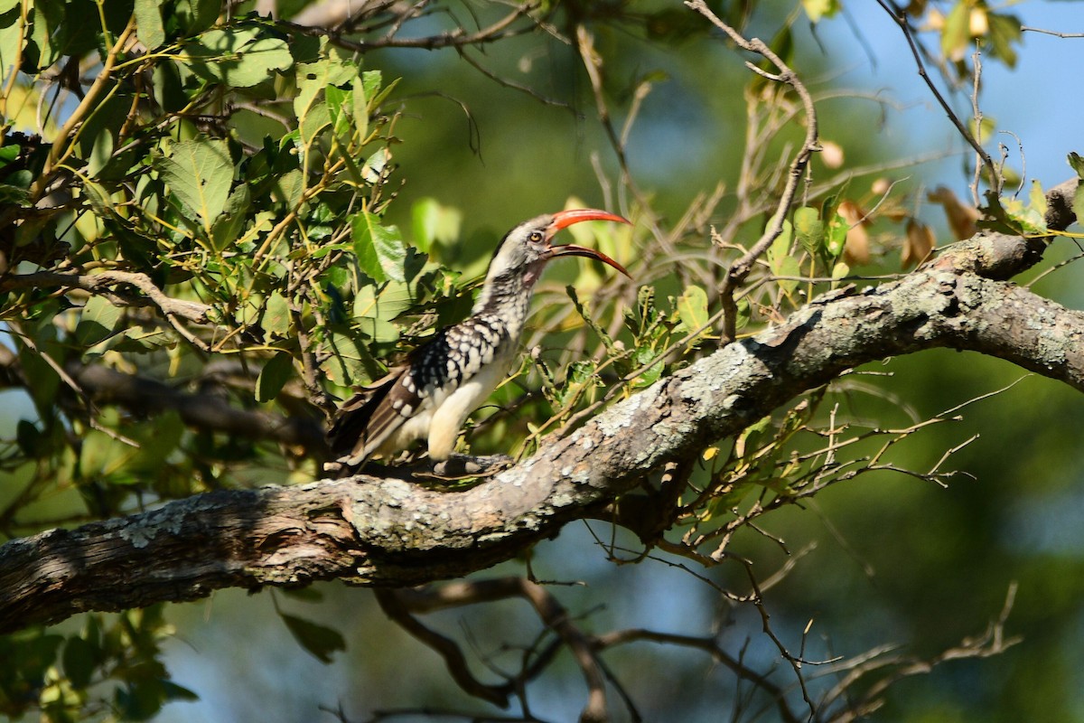 Southern Red-billed Hornbill - Cole Penning