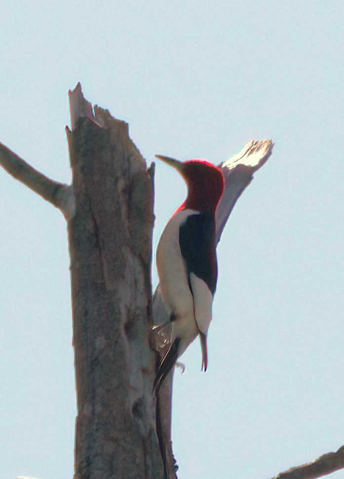 Red-headed Woodpecker - Sue Riffe